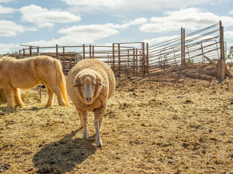 Flinders And Outback Heidi Lewis DEW 1926