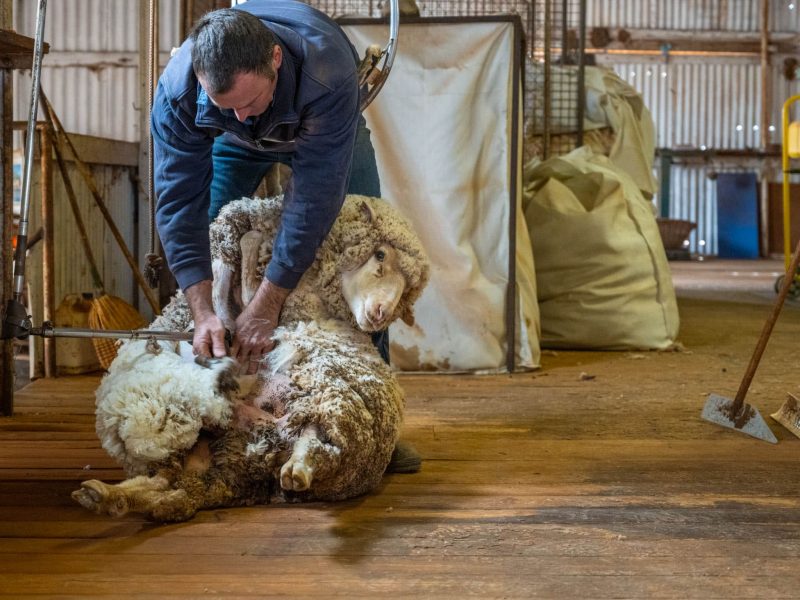 Flinders And Outback Heidi Lewis DEW 2413