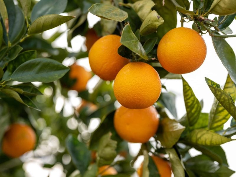 Flinders And Outback Heidi Lewis Tread Lightly 990