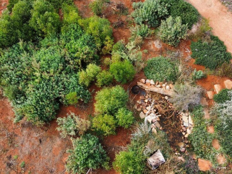 Pithi Kawi Bush Food Garden