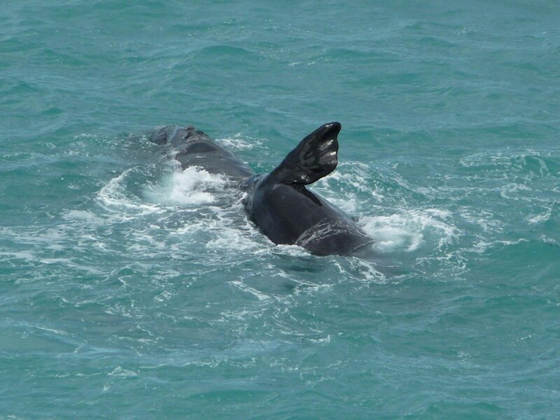 ATDW Swagabout Tours 1