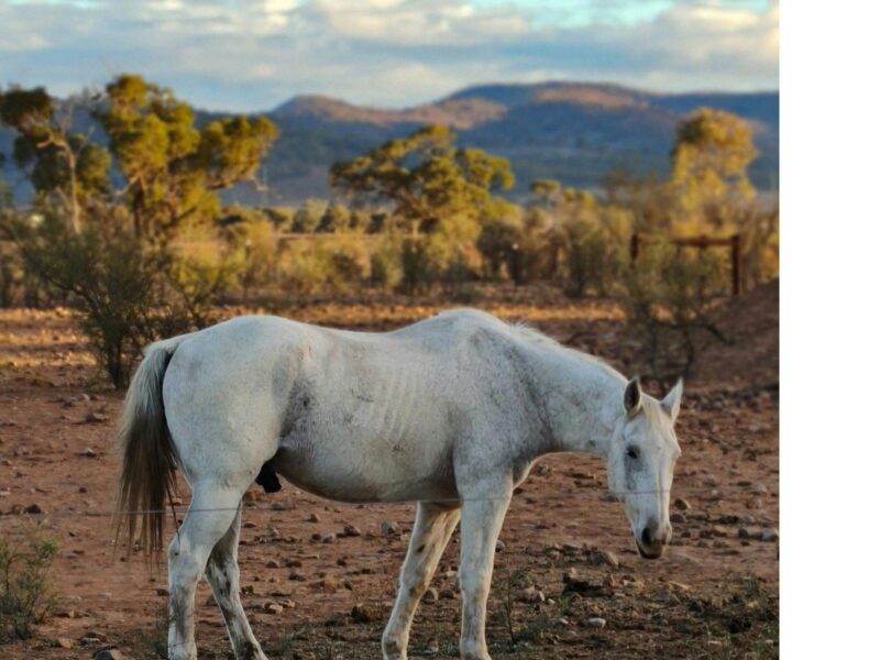 "Dozey" Wilkydoo Equine Connections' grand old man is an elder horse standing infront of mountains.